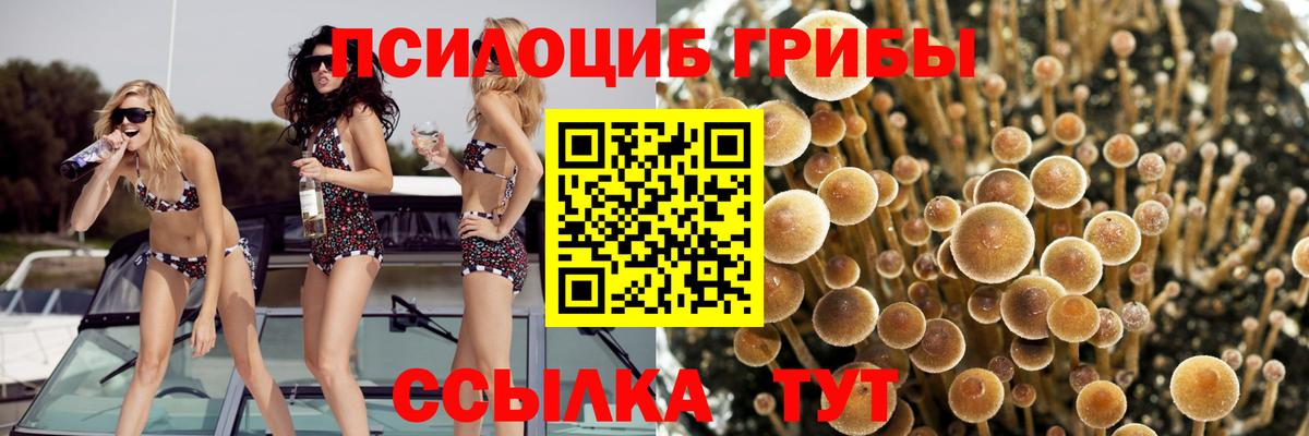 Псилоцибиновые грибы Cubensis Борзя
